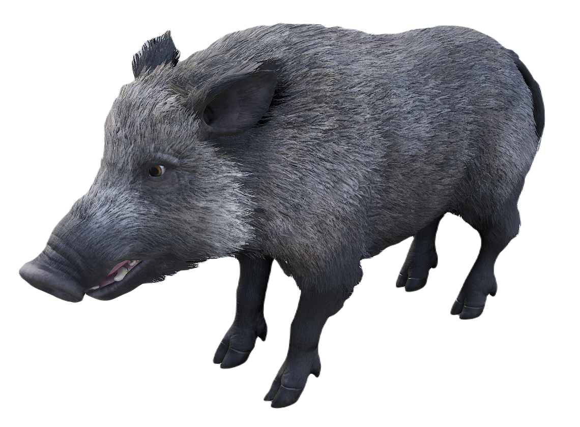 European Wild Boar female fur 1