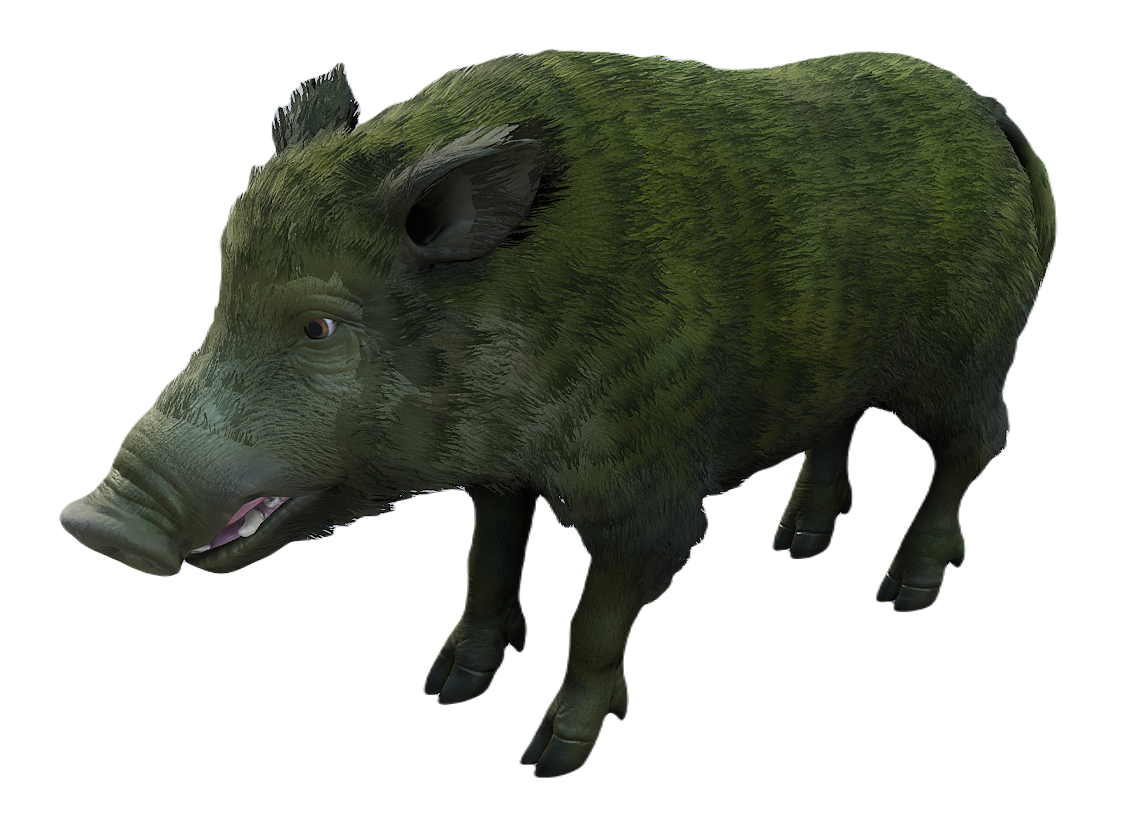 European Wild Boar female fur 2