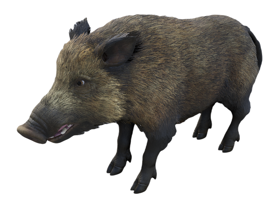 European Wild Boar female fur 3