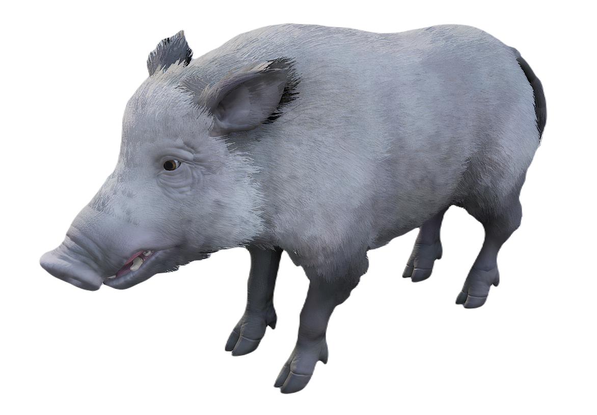 European Wild Boar female fur 6