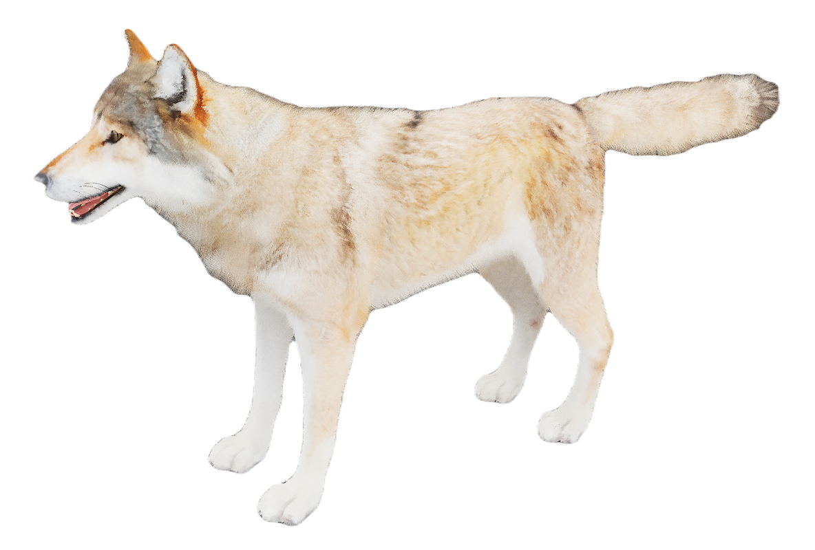 European Wolf male fur 1
