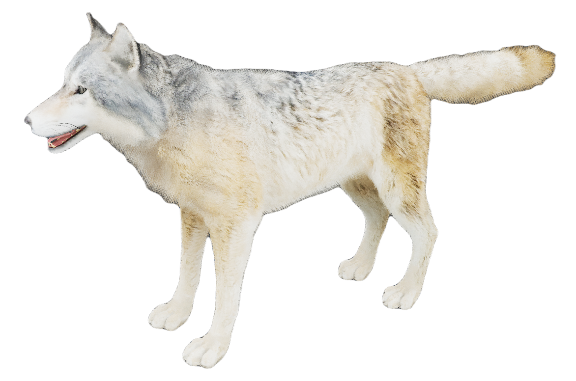 European Wolf male fur 3