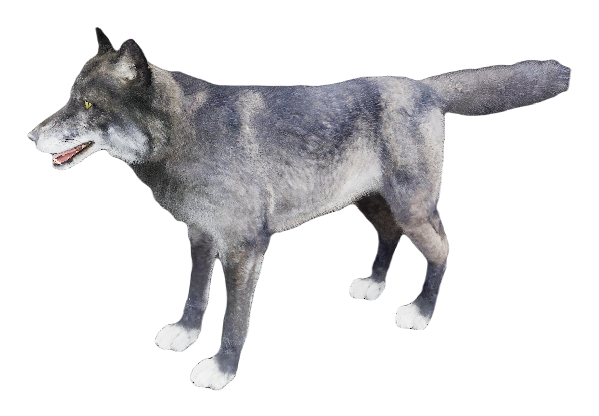 European Wolf male fur 4