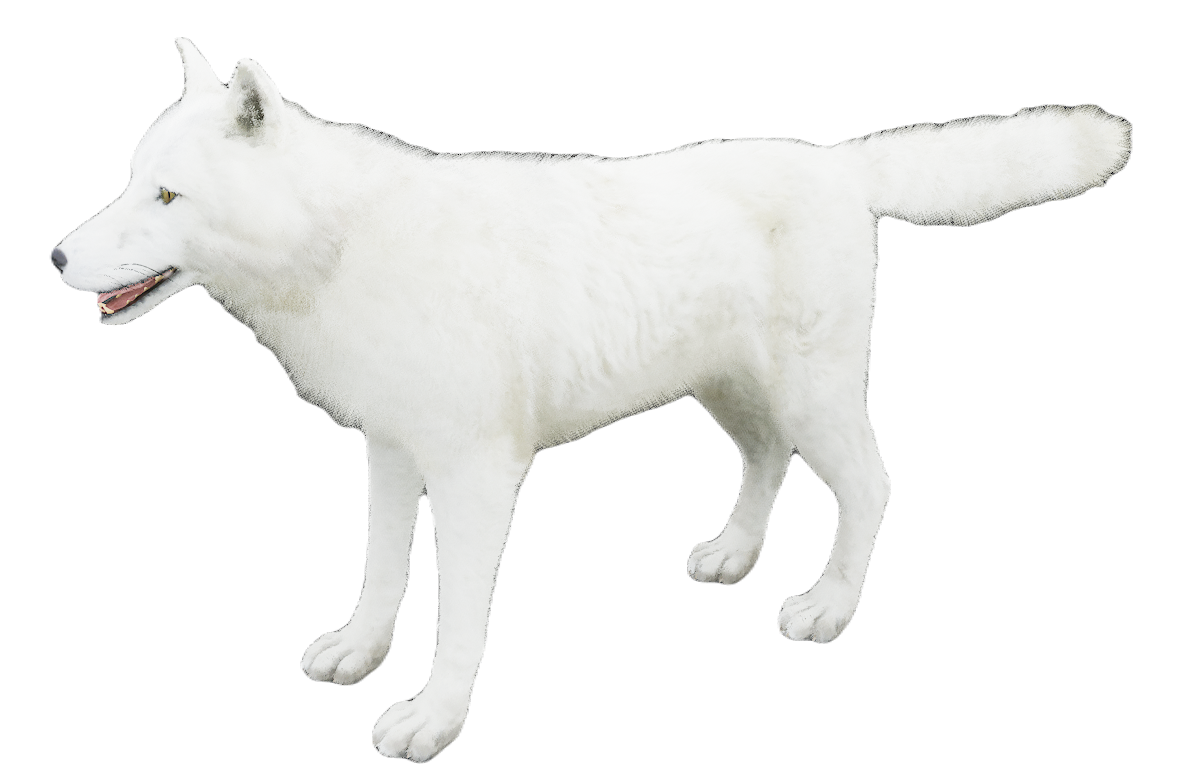 European Wolf male fur 6