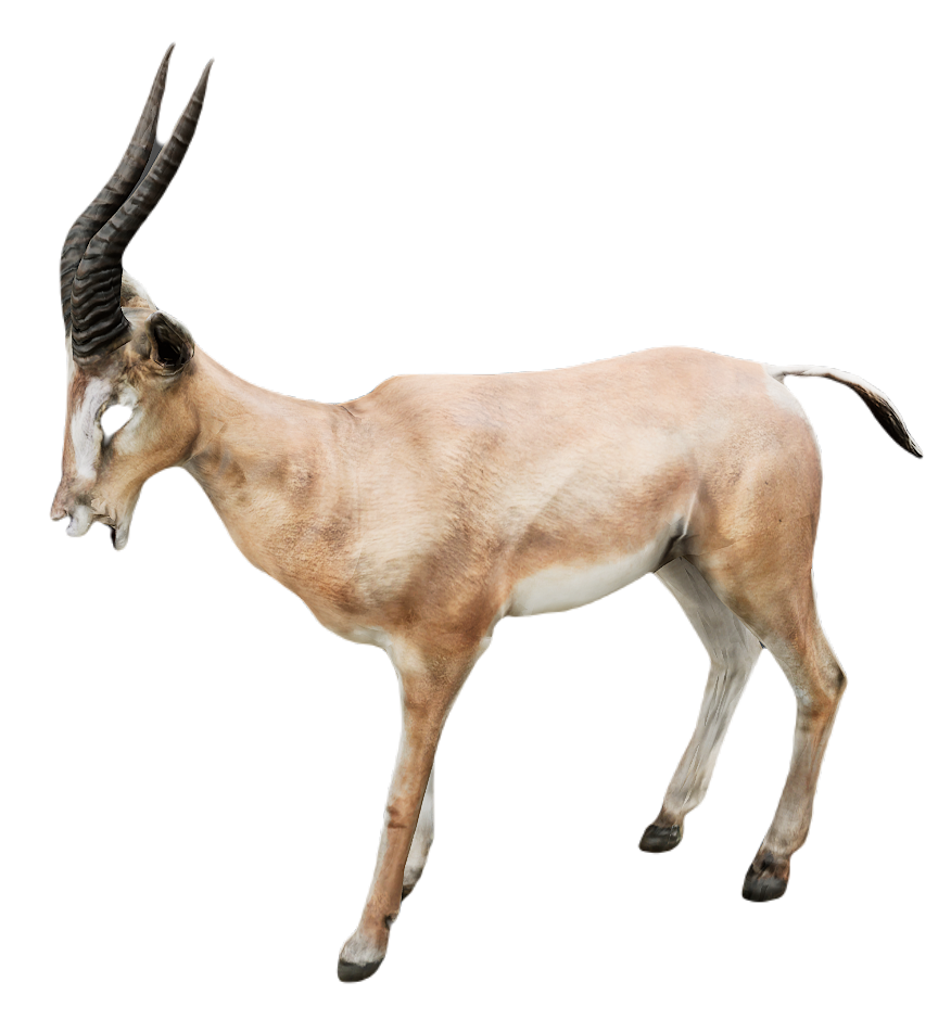 Gazelle
