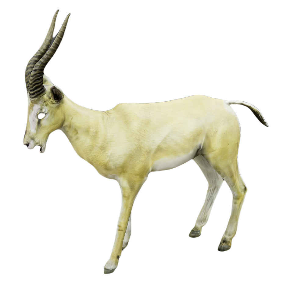Gazelle male fur 1
