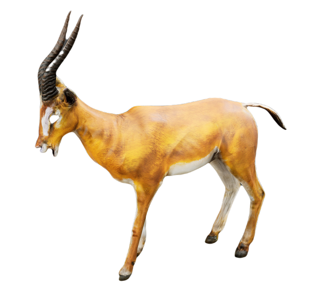 Gazelle male fur 3