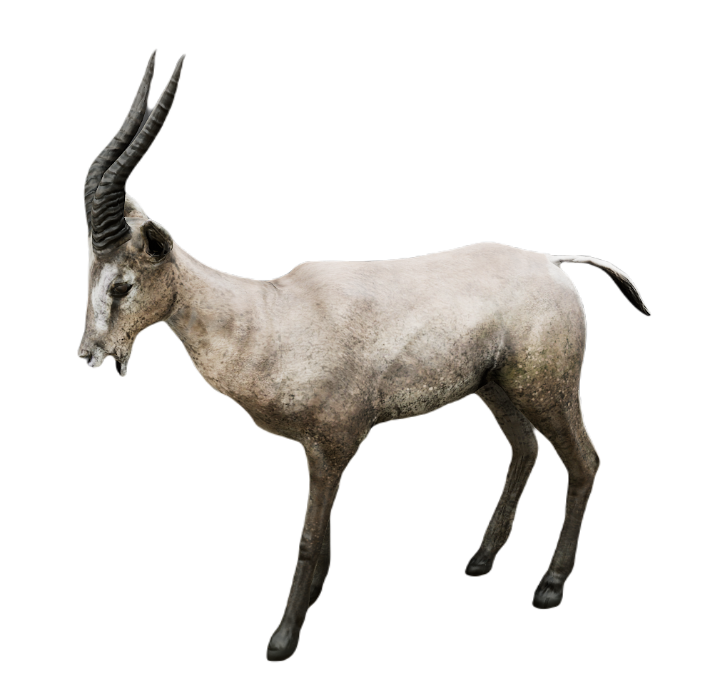Gazelle male fur 4