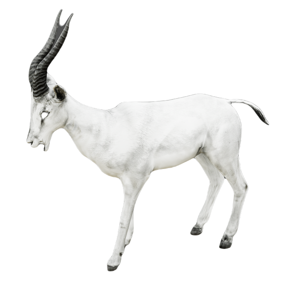 Gazelle male fur 6