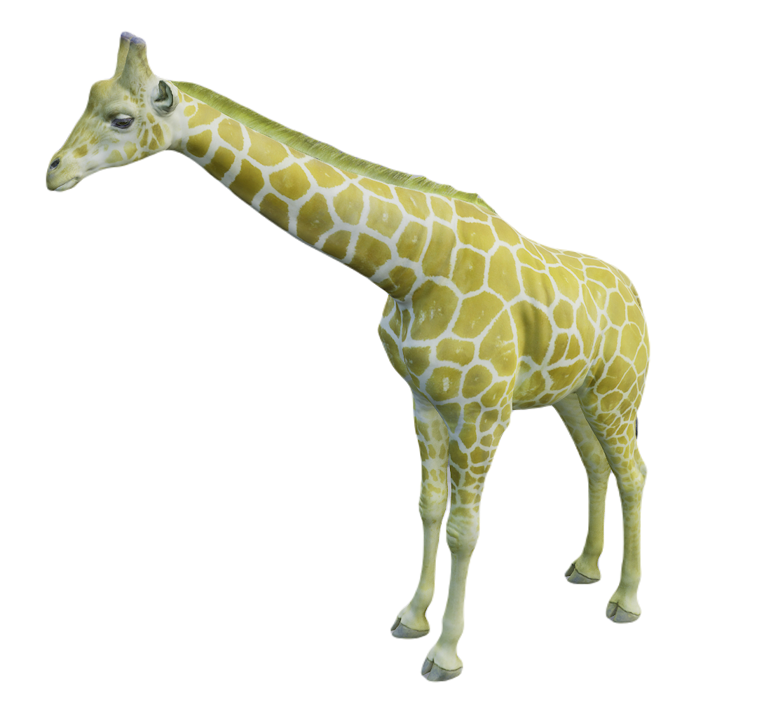 Giraffe male fur 1