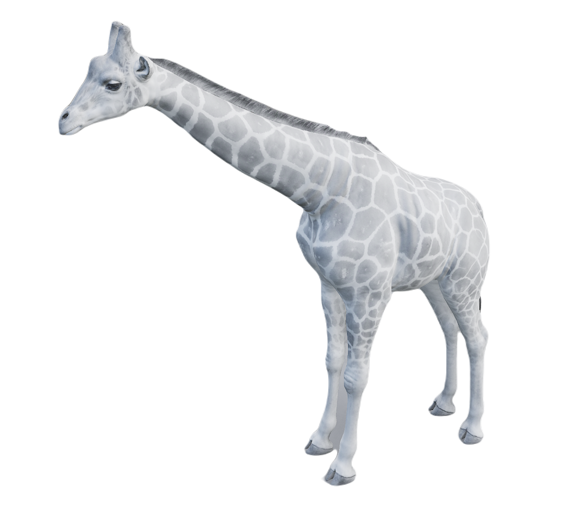 Giraffe male fur 6