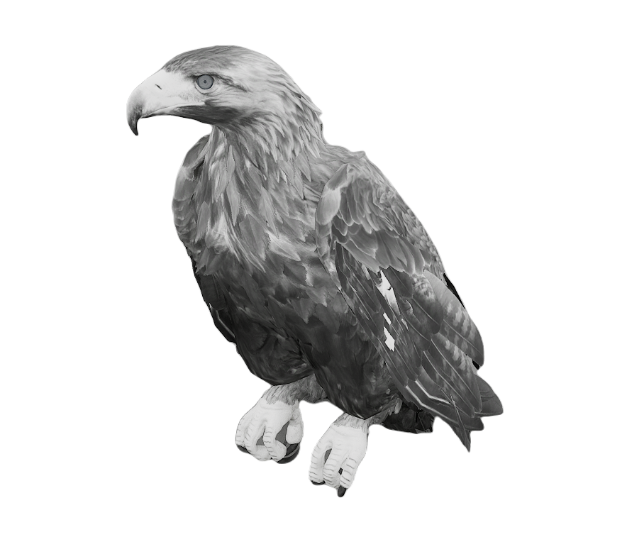 Golden Eagle male fur 6