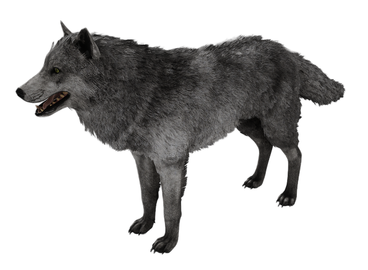 Gray Wolf