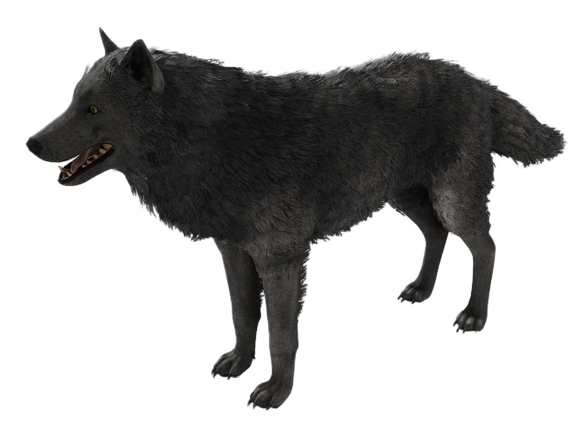 Gray Wolf male fur 2