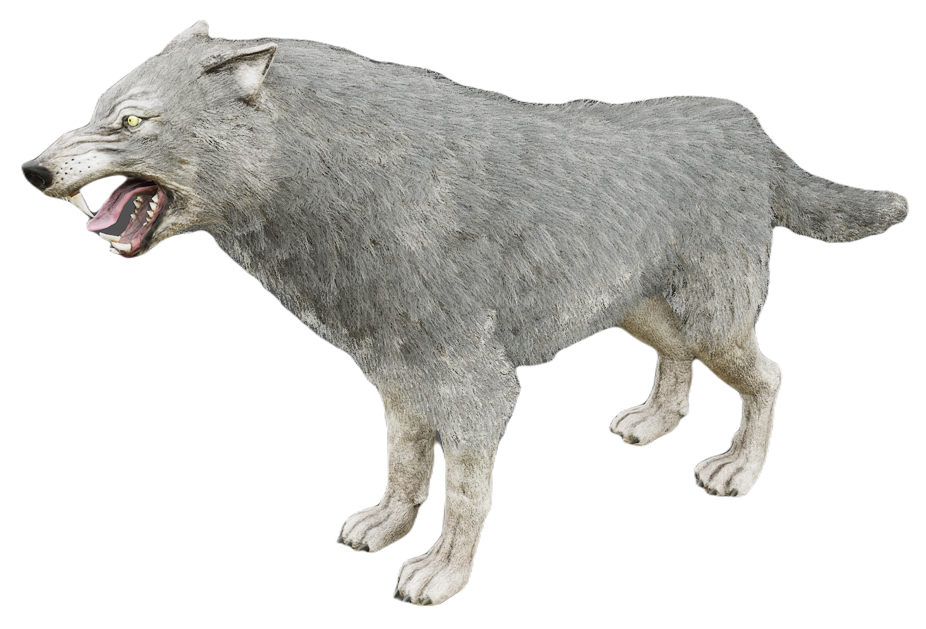 Gray Wolf male fur 5
