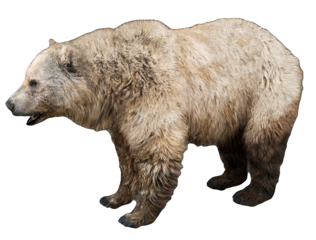 Grizzly Bear male fur 3