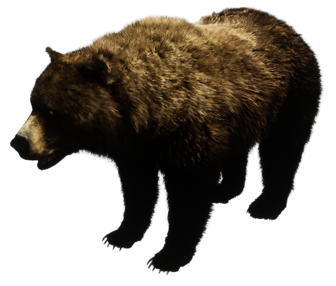 Grizzly Bear male fur 4