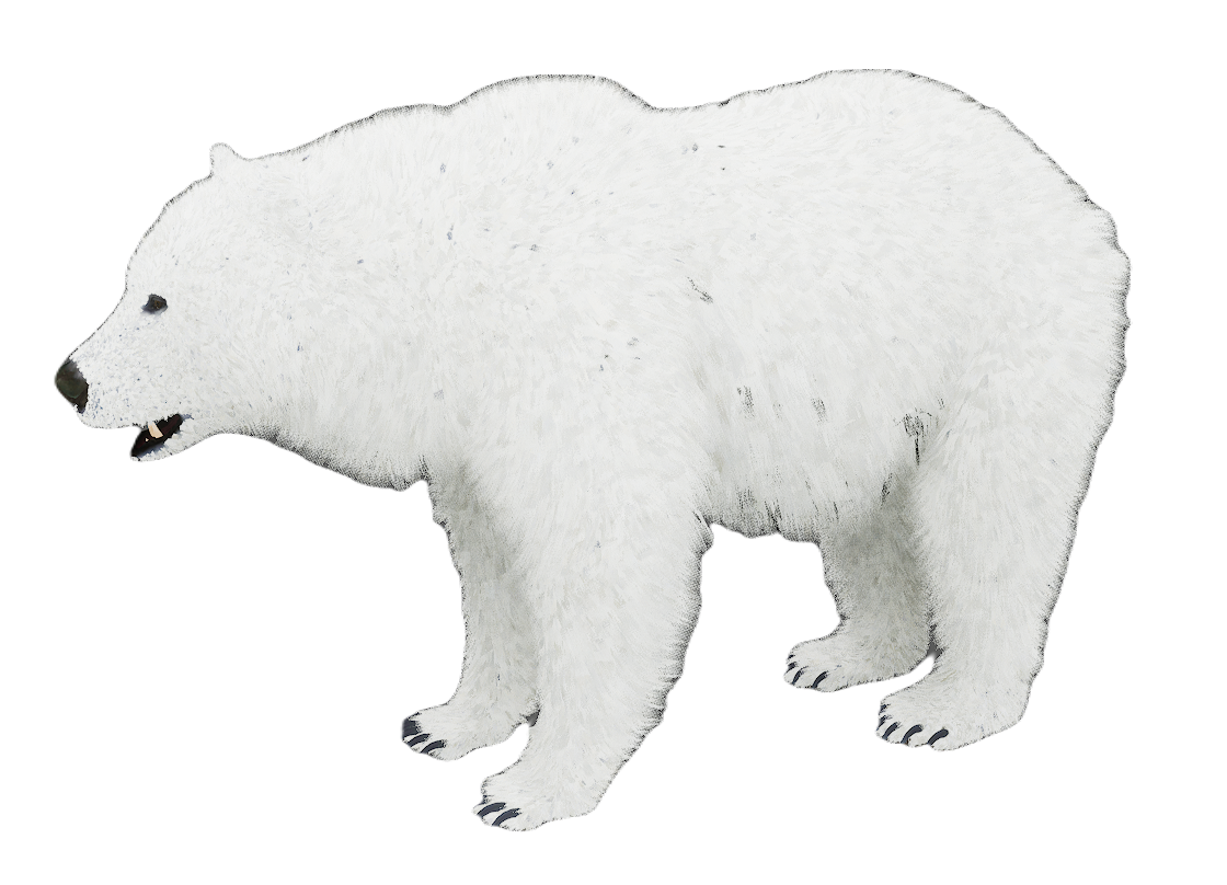 Grizzly Bear male fur 6