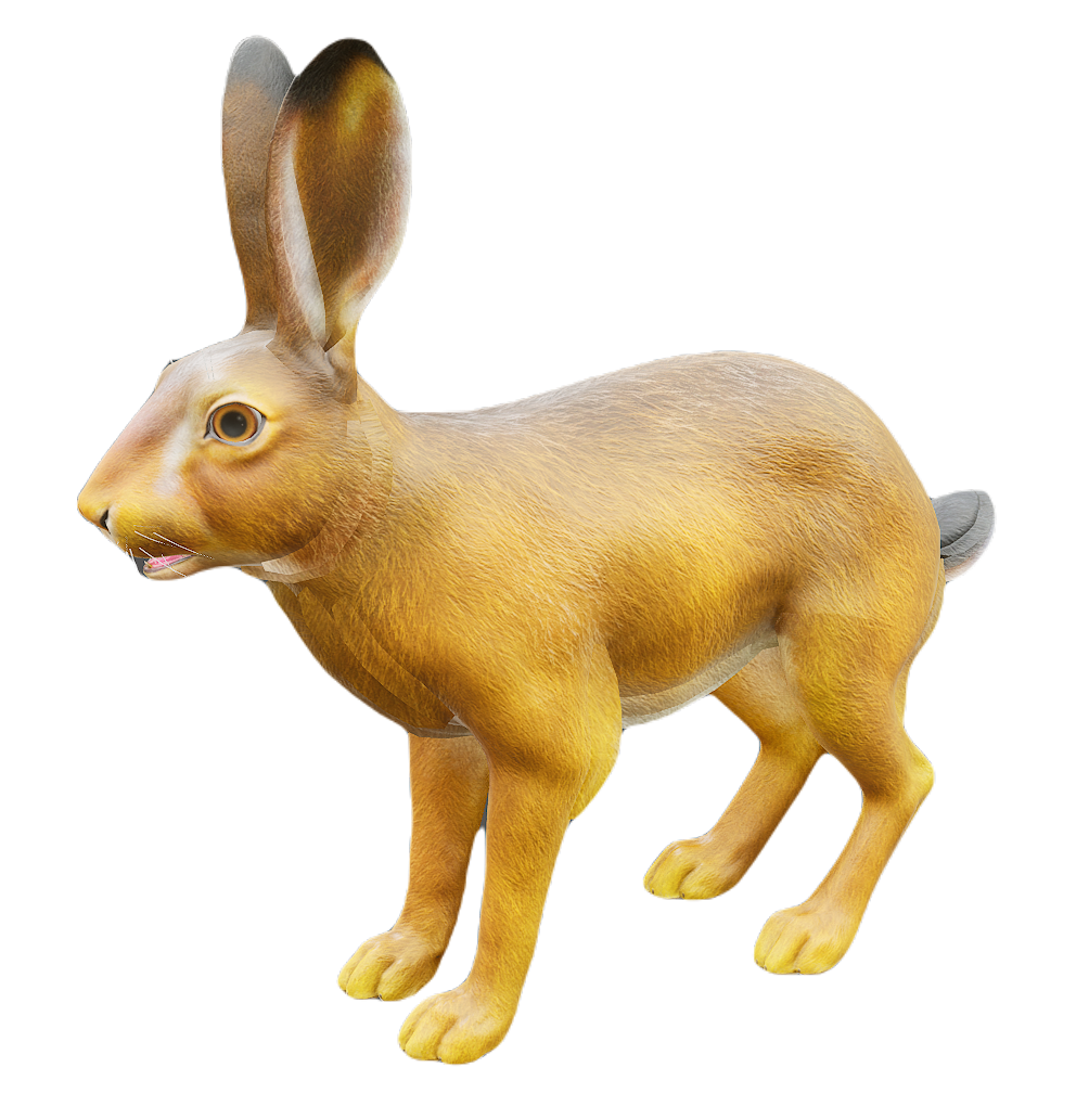 African Hare male fur 3