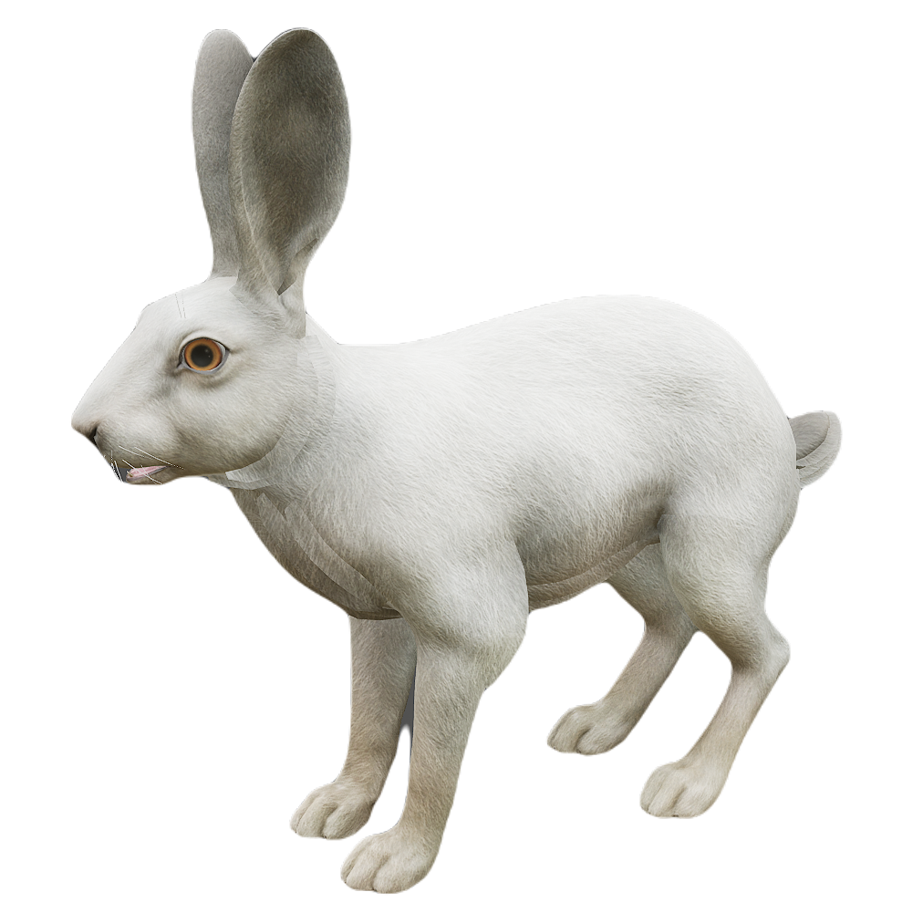 African Hare male fur 6