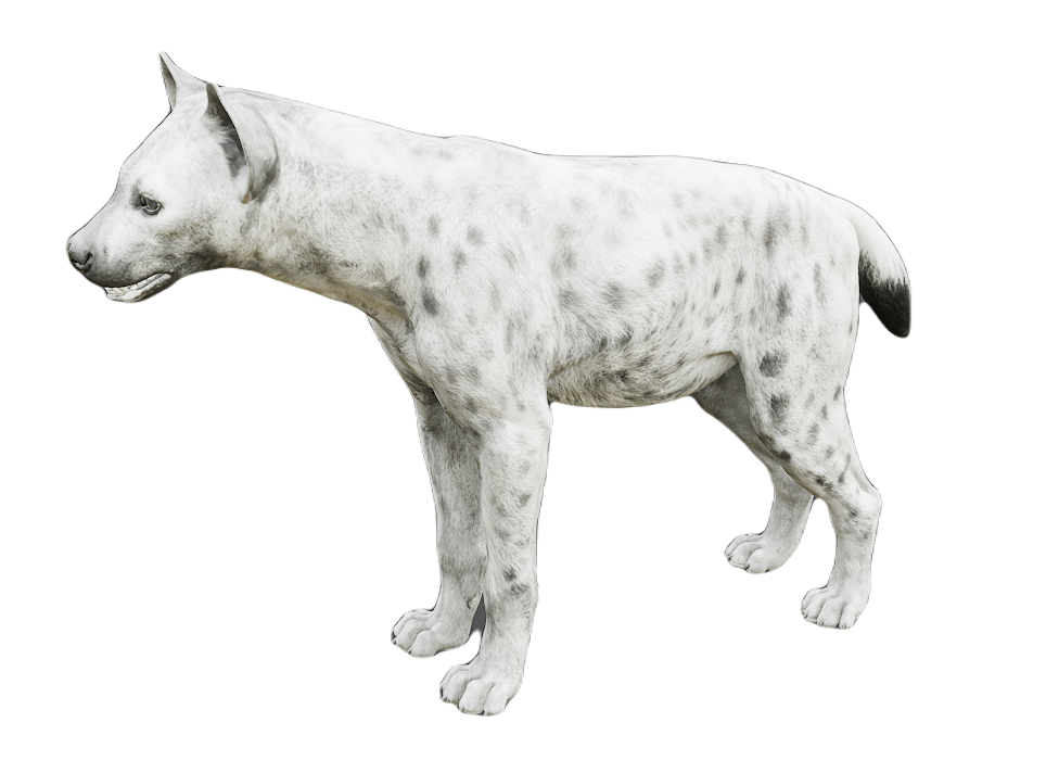 Hyena male fur 6