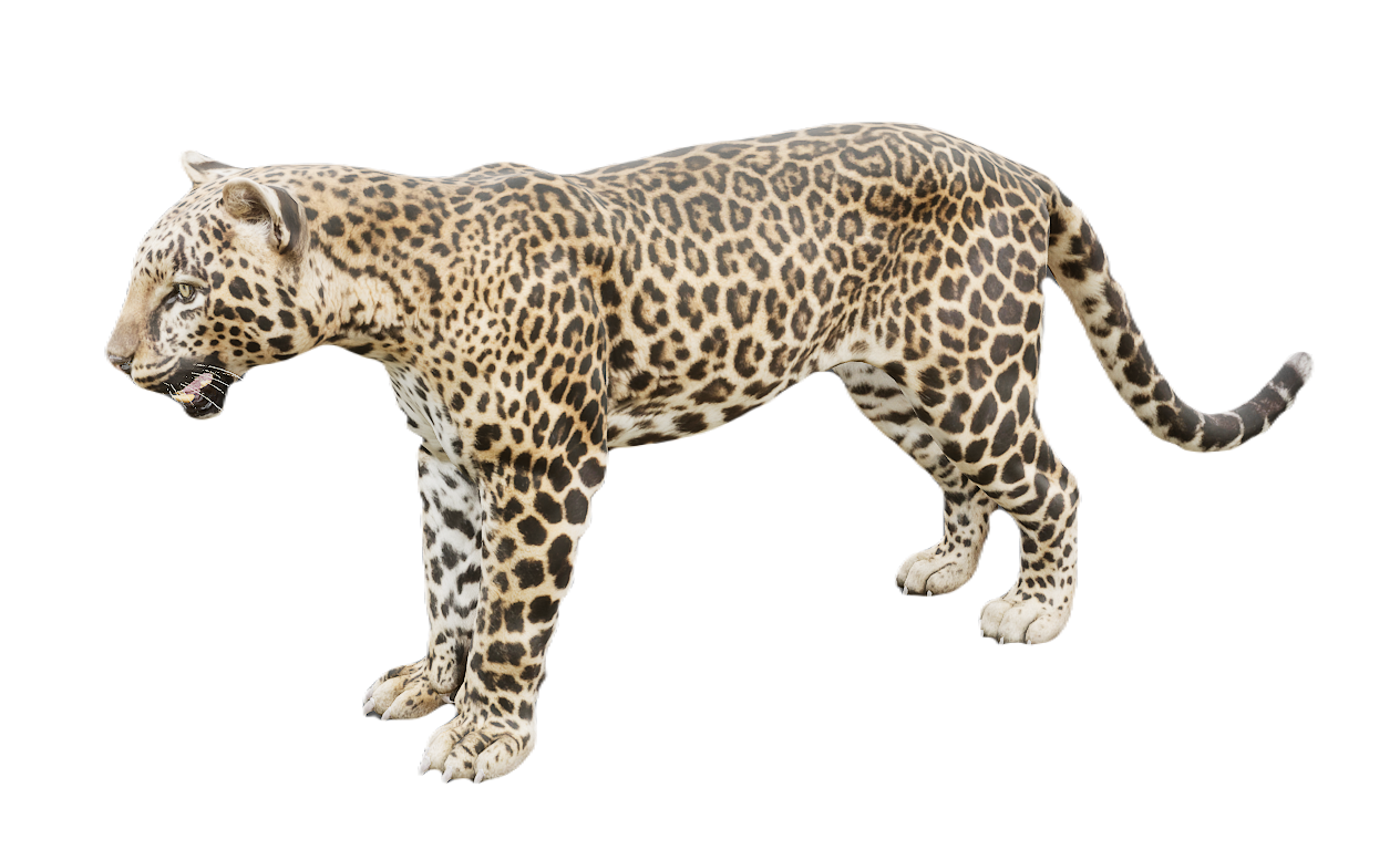 Leopard