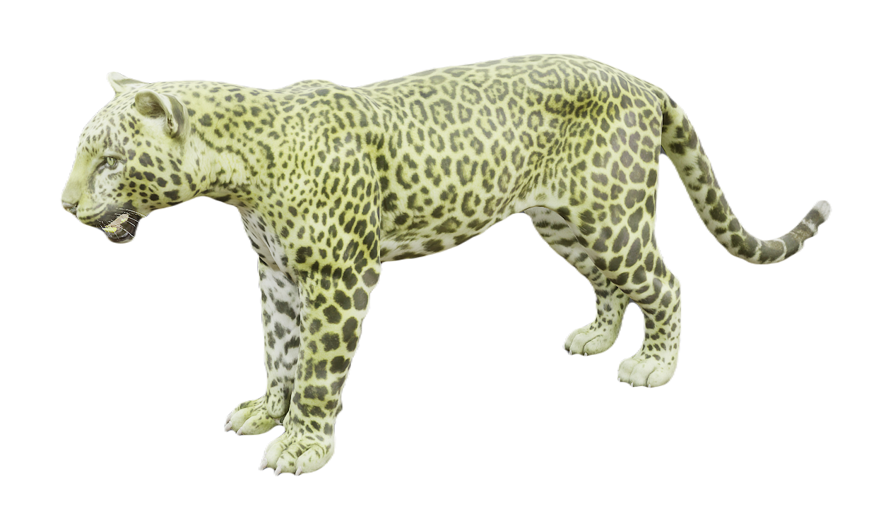 Leopard male fur 1