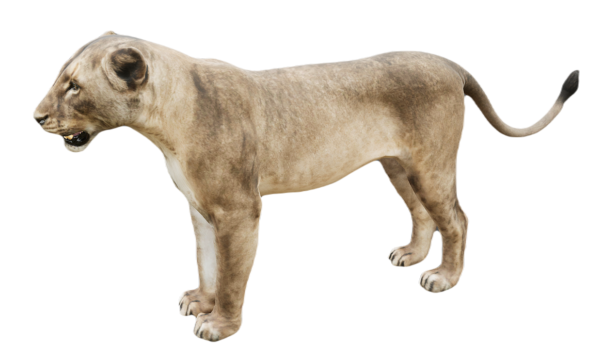 Lion female fur 2