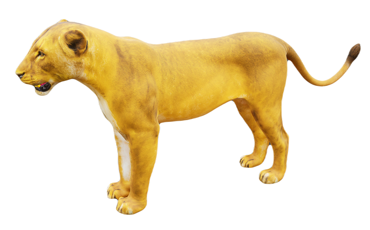 Lion female fur 3