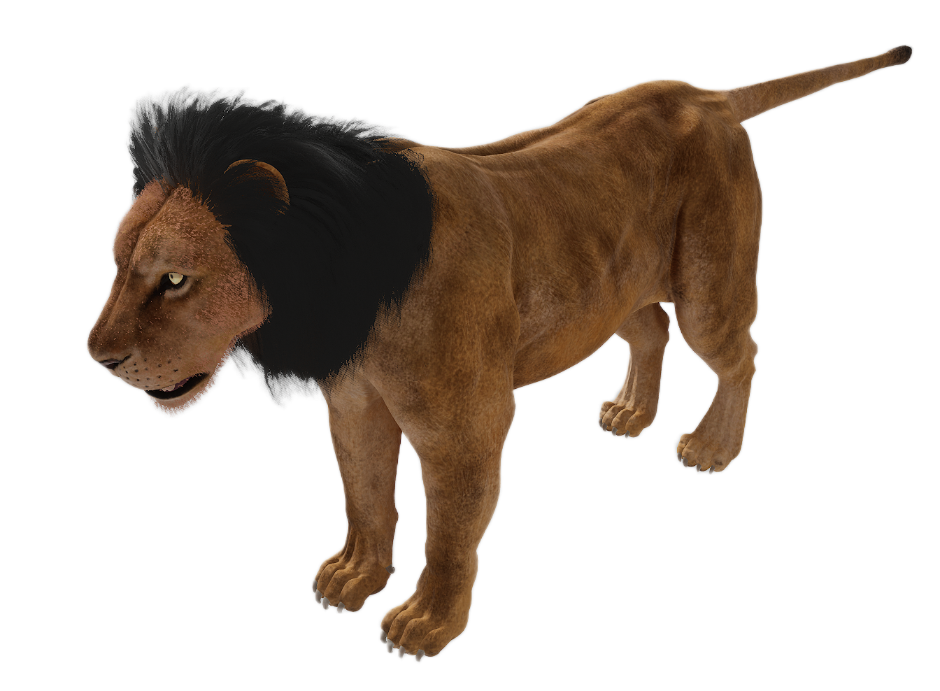Lion male fur 1