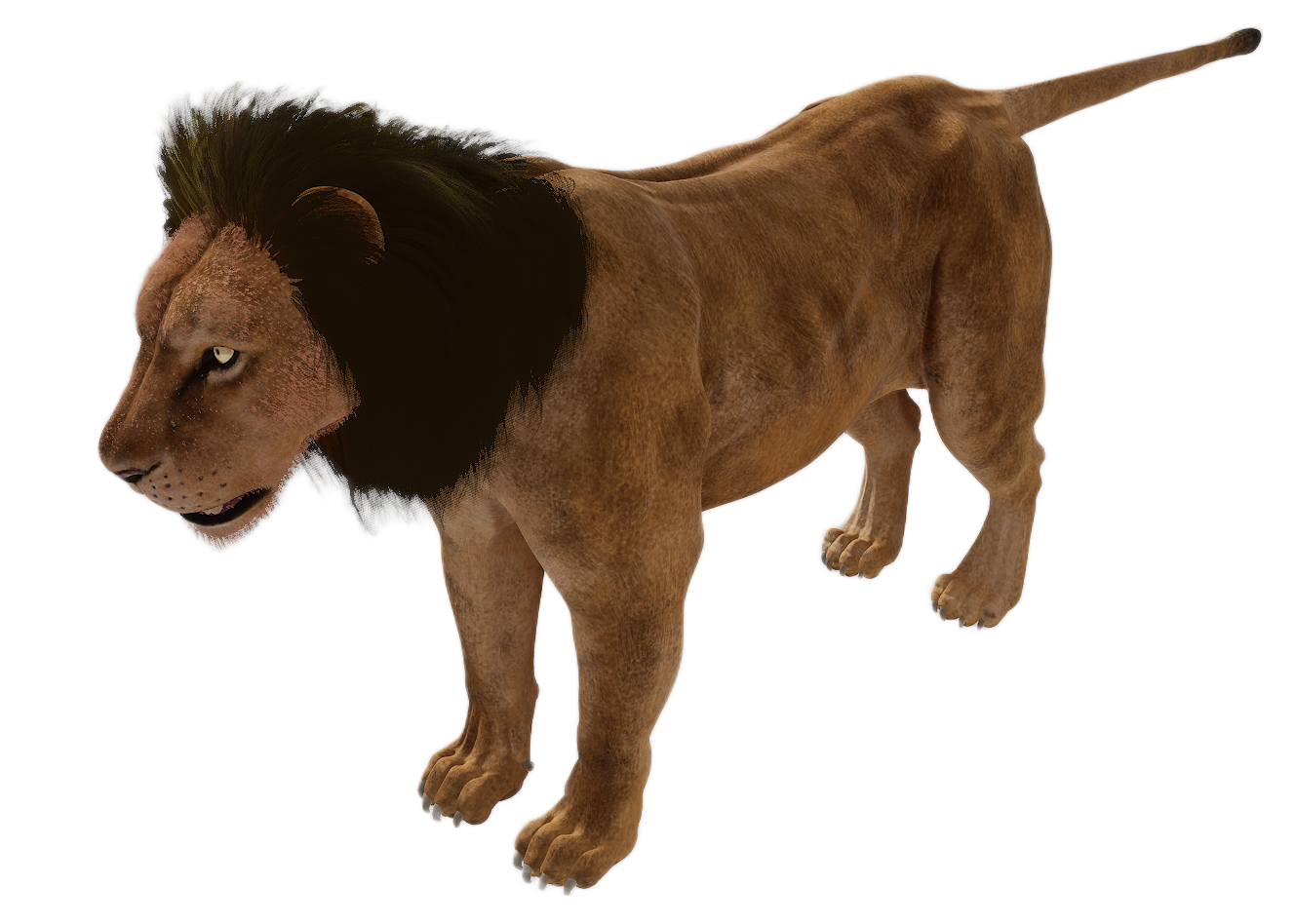 Lion male fur 2