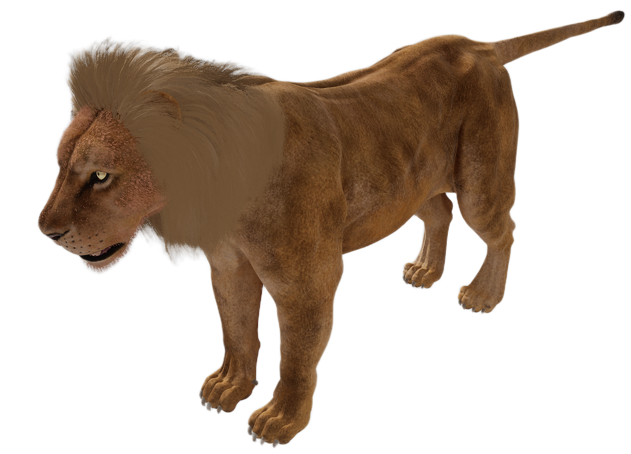 Lion male fur 3