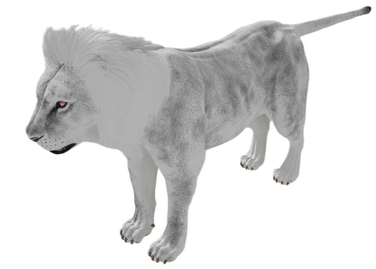 Lion male fur 6