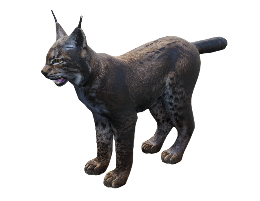 Lynx male fur 2