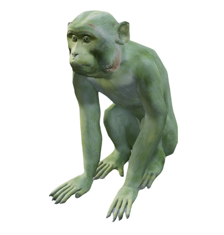 Macaque male fur 1