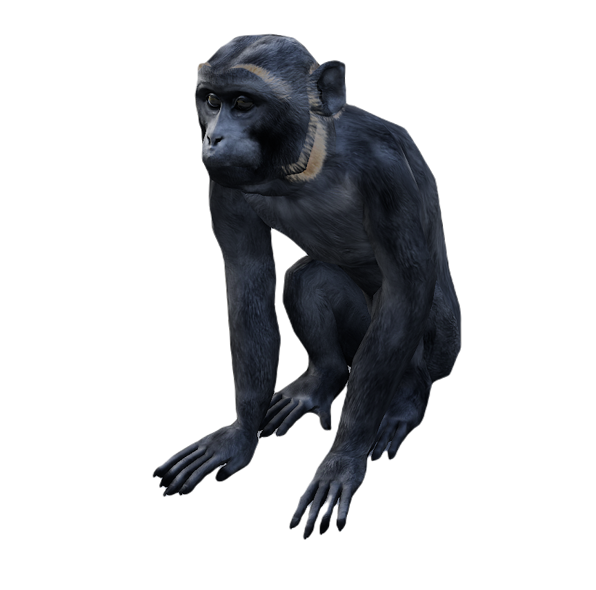 Macaque male fur 4