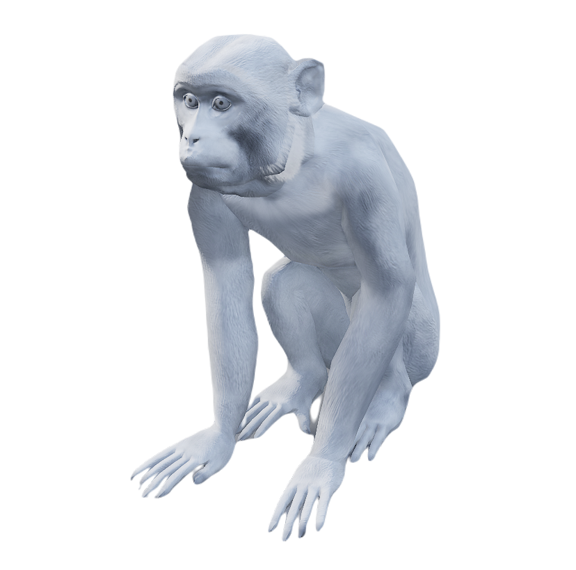 Macaque male fur 6
