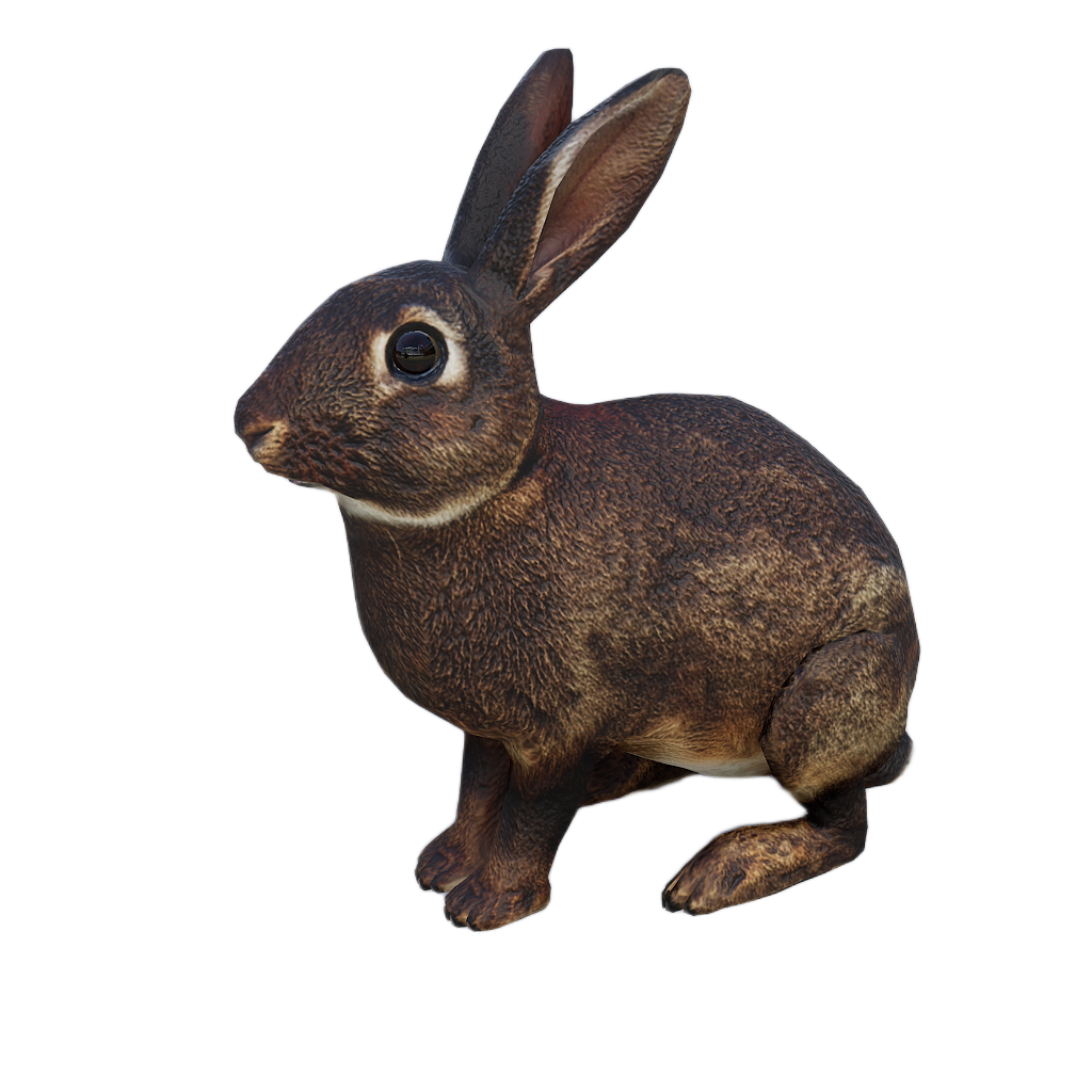 Ussuri Hare male fur 2