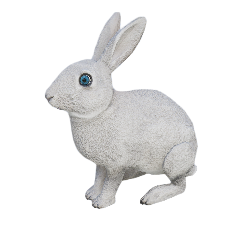 Ussuri Hare male fur 6