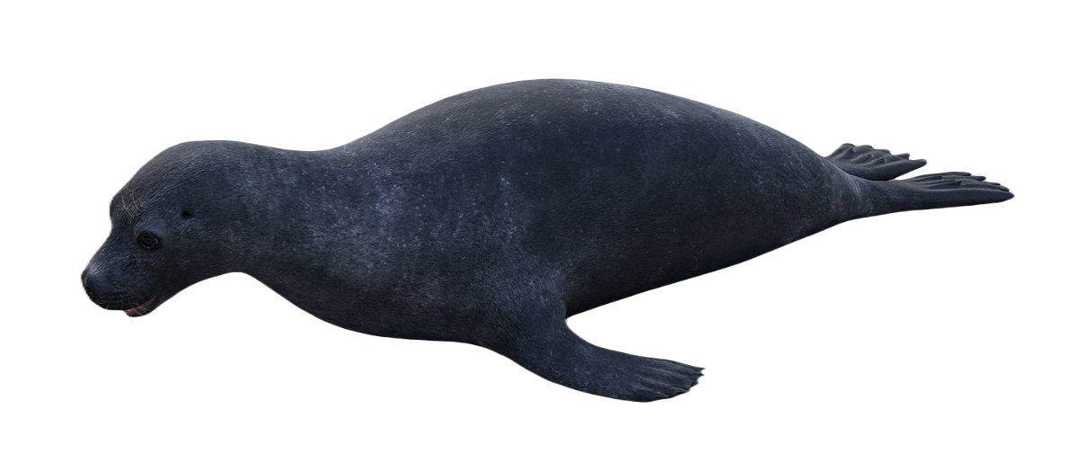 Monk Seal