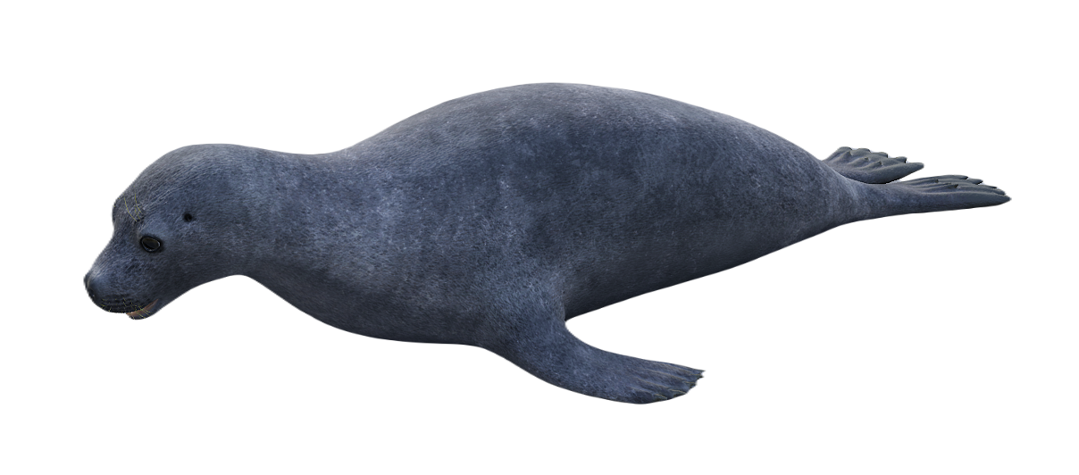Monk Seal male fur 1
