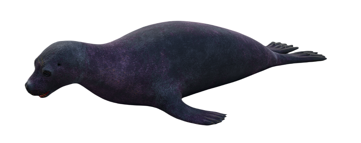 Monk Seal male fur 3