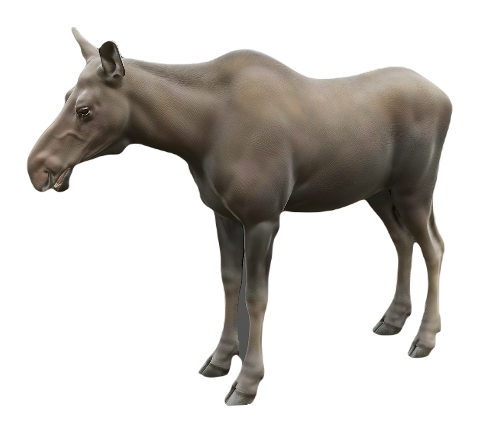 Moose female fur 1