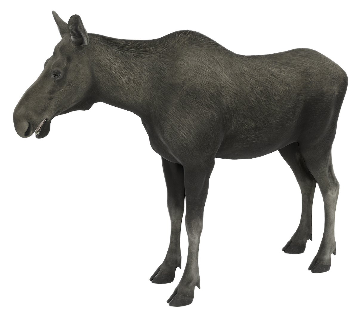 Moose female fur 3