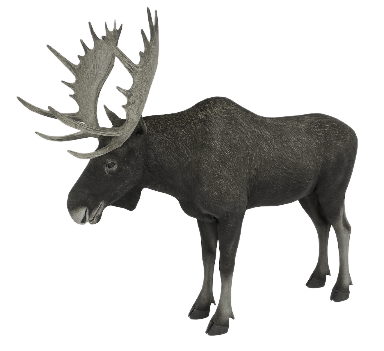 Moose male fur 3