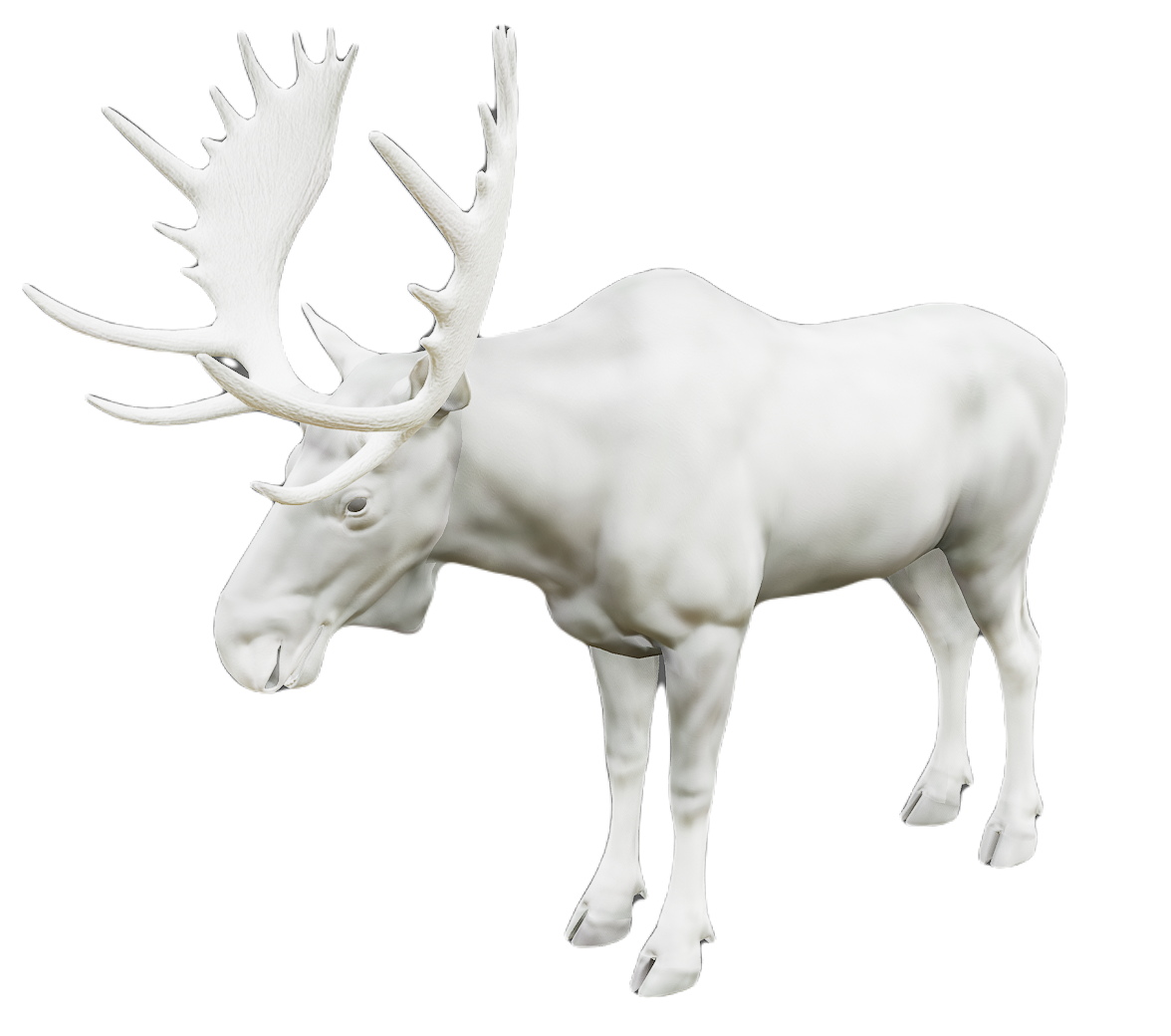 Moose male fur 6