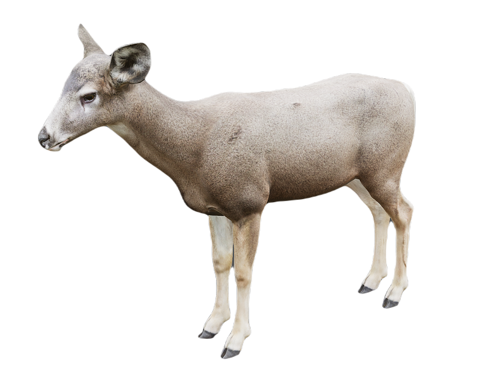 Mule Deer female fur 0