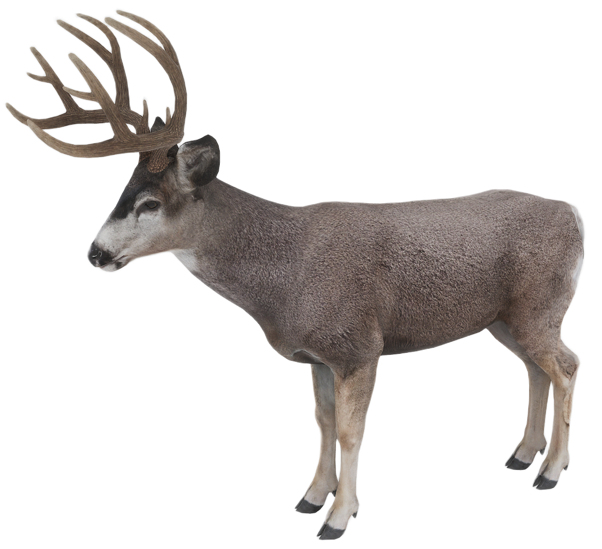Mule Deer