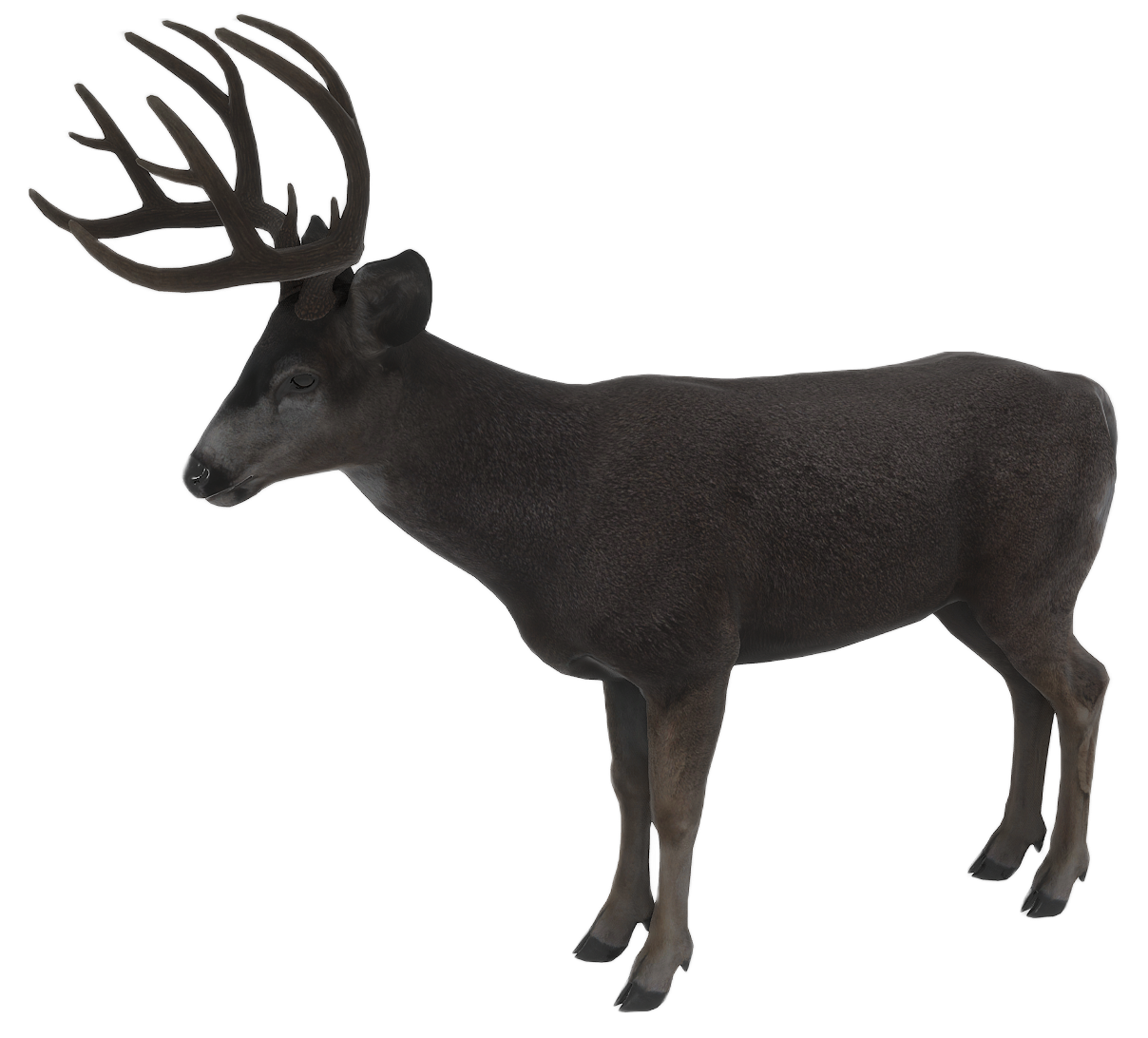 Mule Deer male fur 2