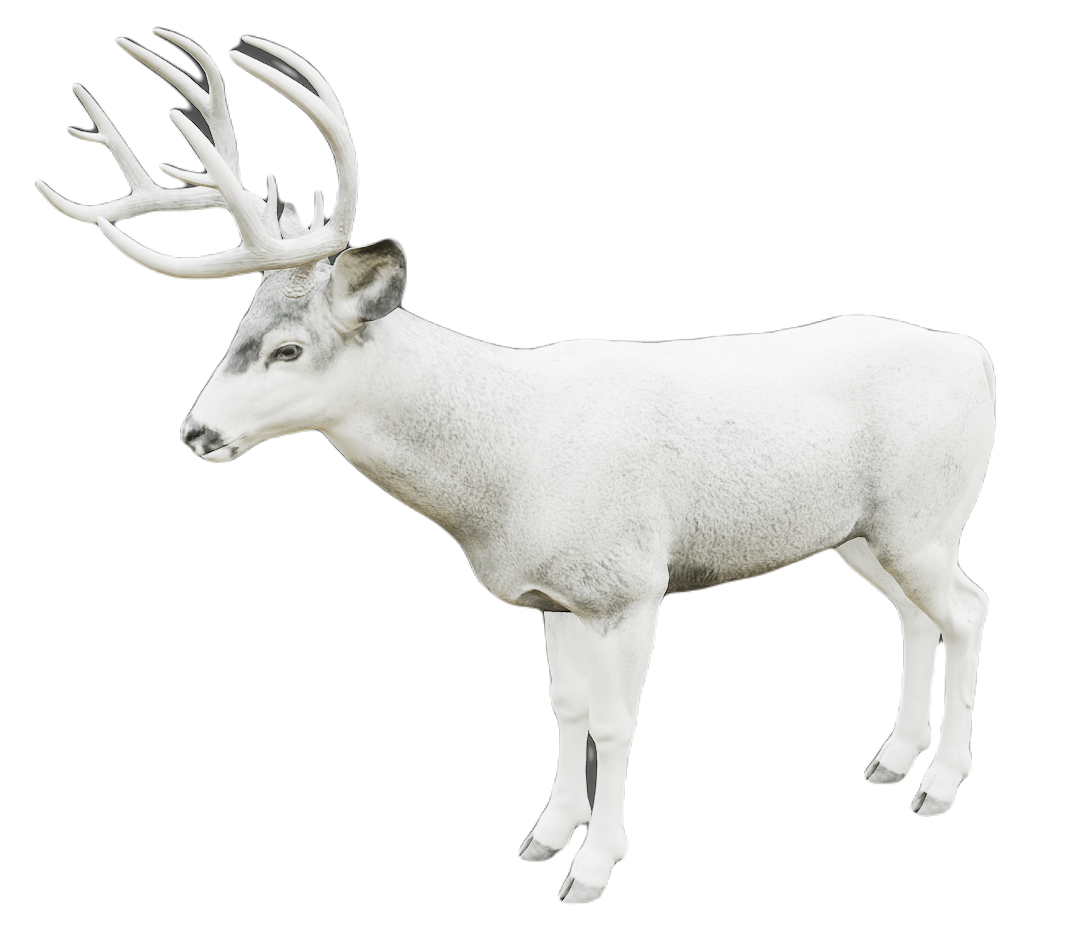 Mule Deer male fur 6
